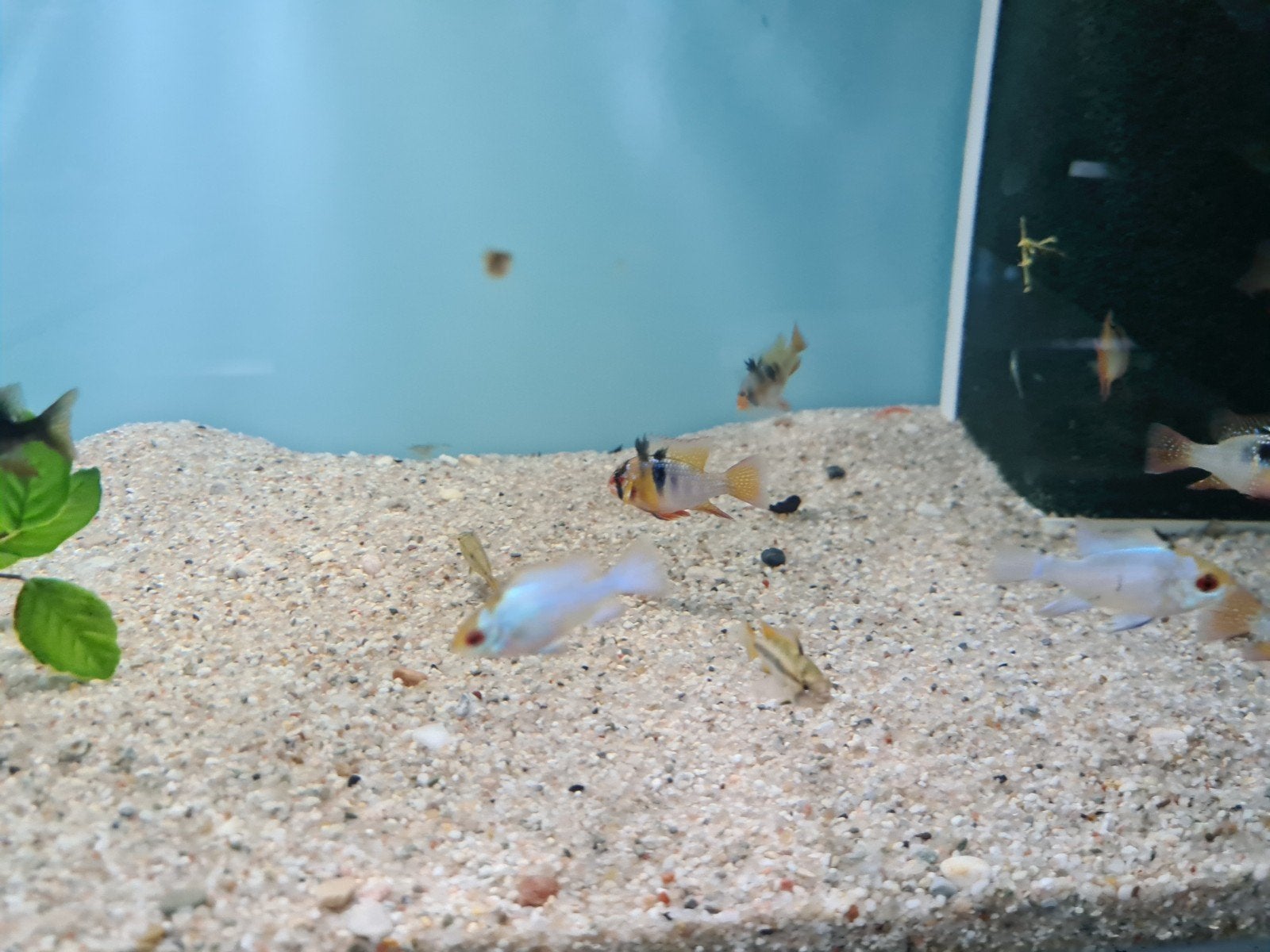Ramirezi Electric Blue Dwergcichliden, Vis, Zoetwatervis