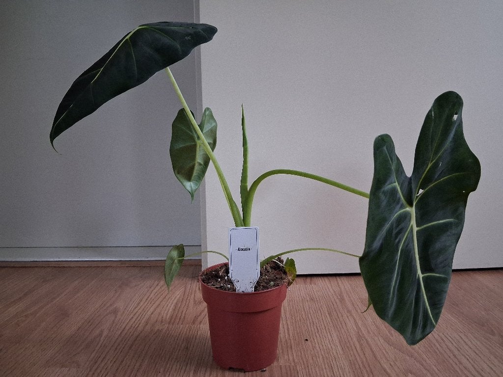 Alocasia Micholitziana (Frydek) - Olifantsoor H: 40 cm., Ophalen, Overige soorten, Halfschaduw, Minder dan 100 cm