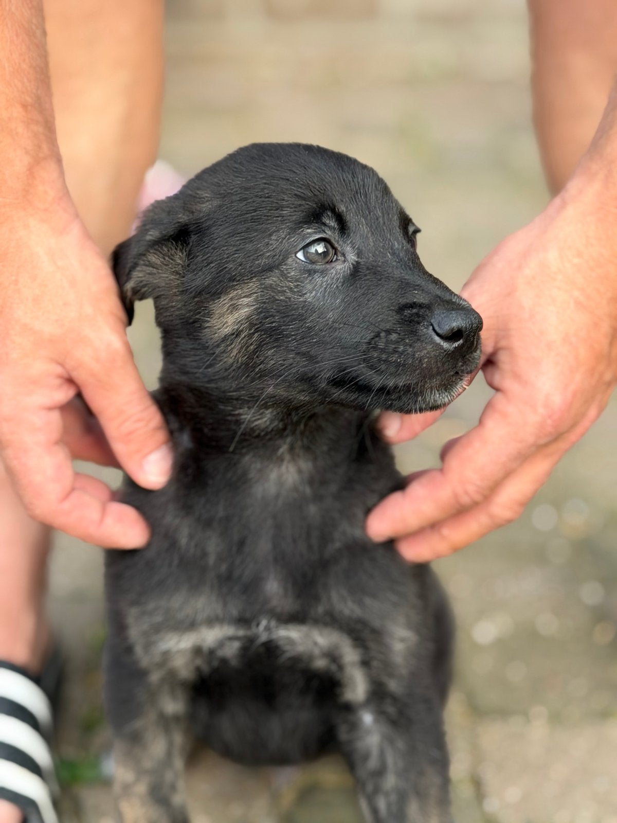 2 mooie reuen X herder pups zoeken nog een gouden mandje!, Dieren en Toebehoren, Honden | Herdershonden en Veedrijvers, HCC (leverziekte)
