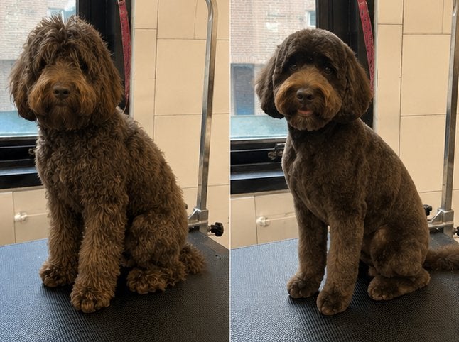 Labradoodle trimmen | Ervaren trimsalon | Noord holland, Diensten en Vakmensen, Dieren | Honden | Verzorging, Oppas en Les