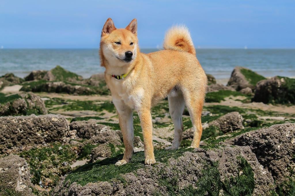 Prachtige Shiba Inu reu beschikbaar voor dekking, Dieren en Toebehoren, Reu, Parvo, Eén hond, 3 tot 5 jaar