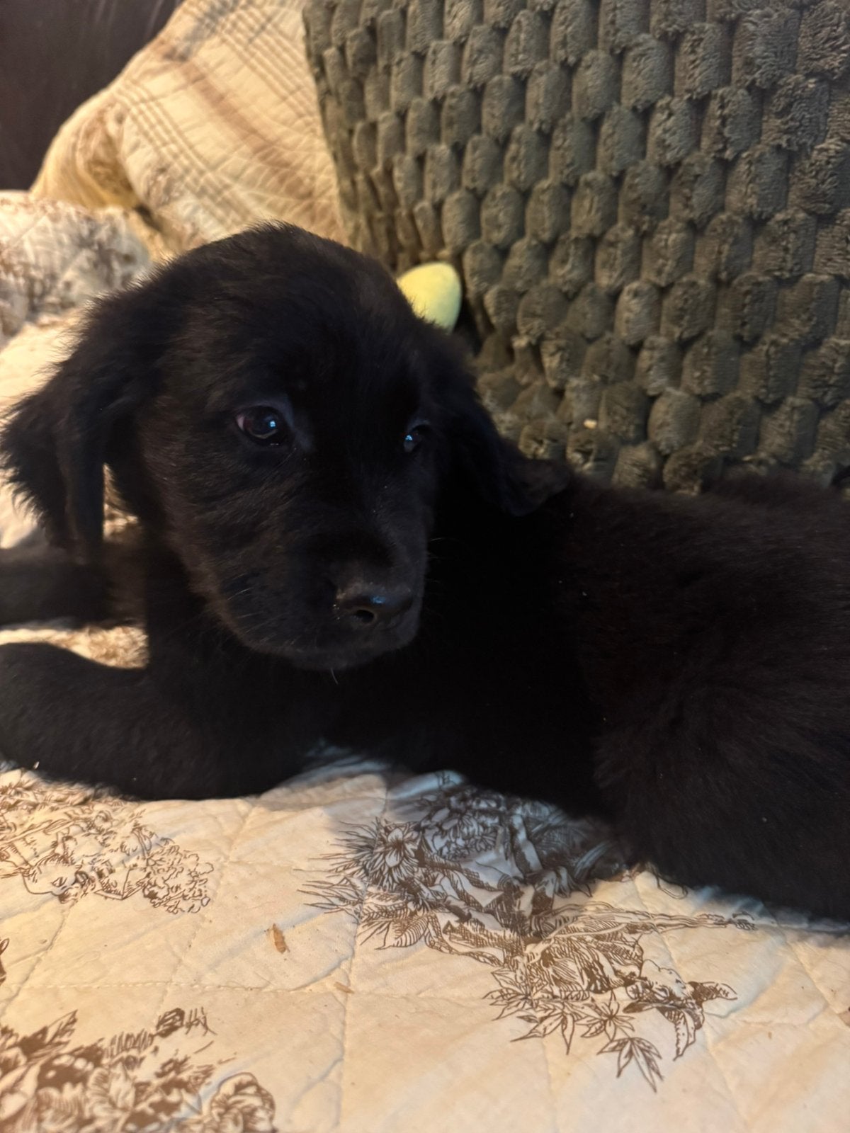 Golden Retriever x Sint Bernard pups te koop zwart met wit, 8 tot 15 weken, Meerdere, Meerdere dieren, Parvo
