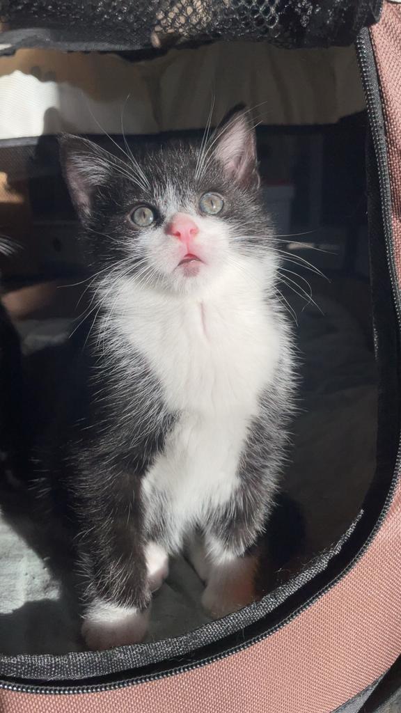 2 kittens te koop, Ophalen of Verzenden
