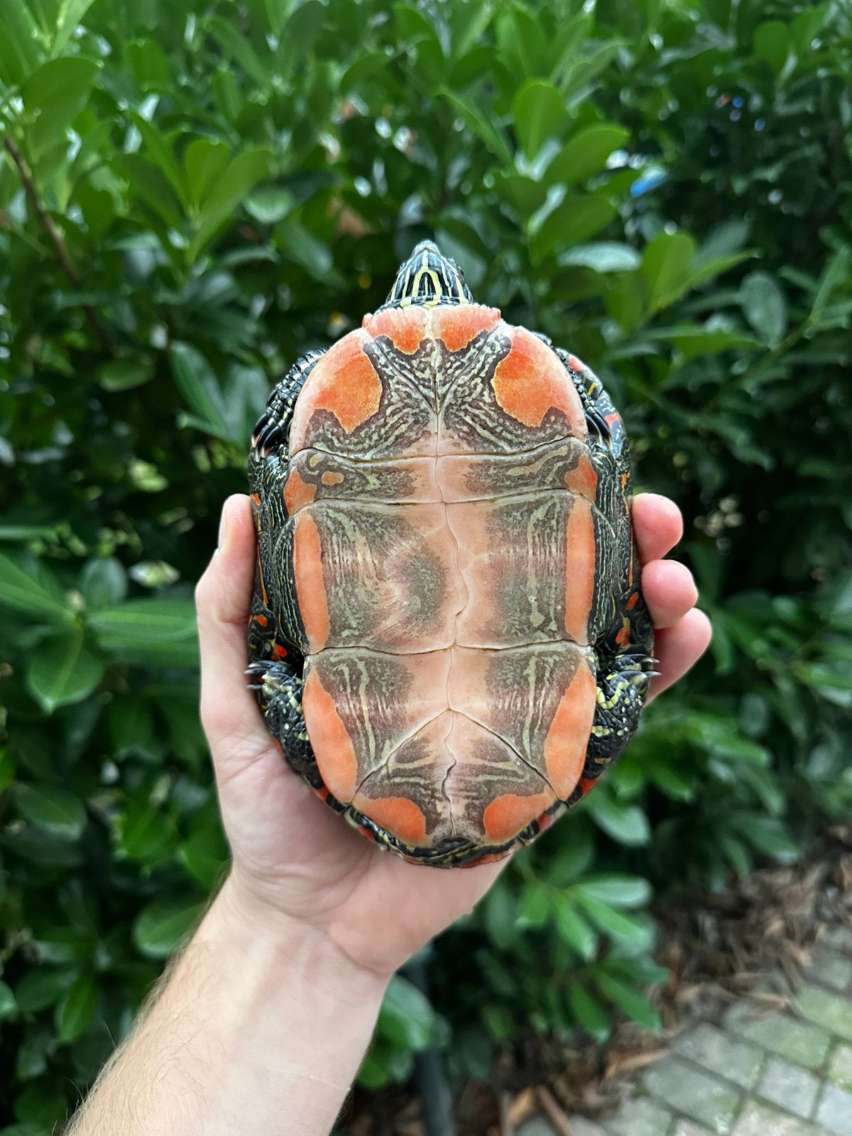 Chrysemys picta belli - Westelijke sierschildpad Turtle - unknown for sale from Nino