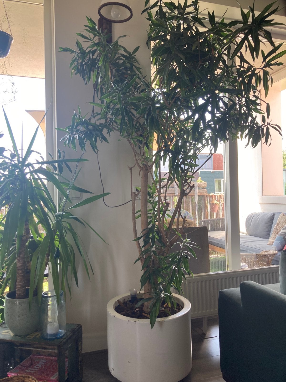 Prachtige grote Dracaena reflexa 2 meter!, Halfschaduw, Overige soorten, Lente, 100 tot 250 cm