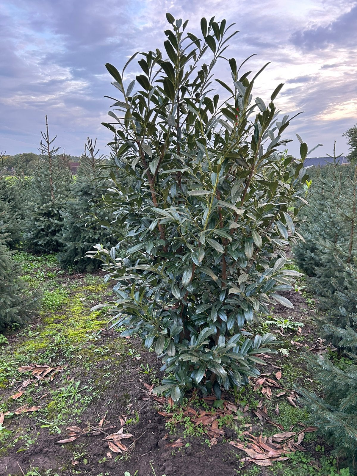 Laurier struiken te koop Prunus Caucasica, Ophalen, Bloeit niet, Halfschaduw, Overige soorten