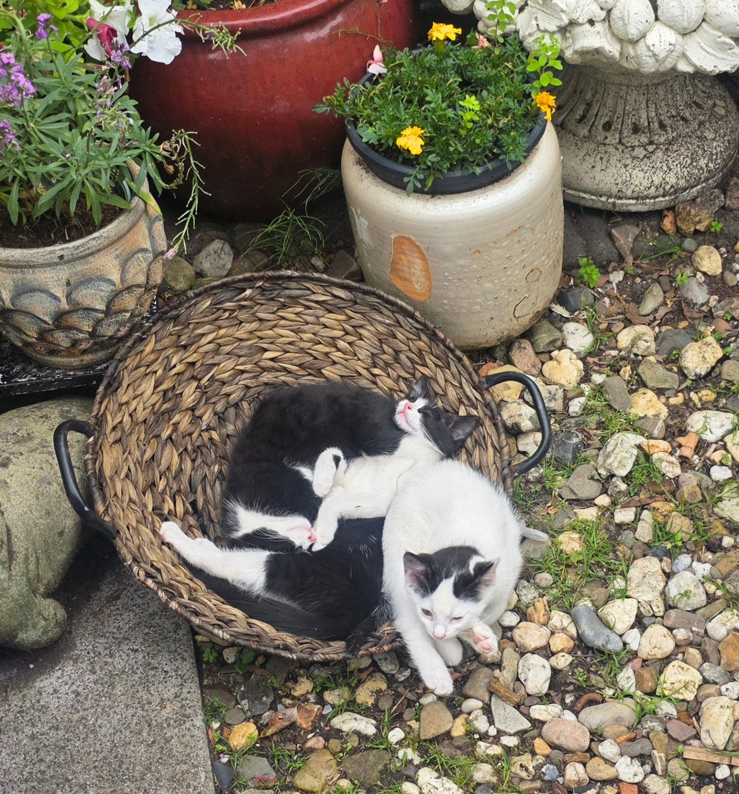 Te koop 3 kittens mannetjes, Kater