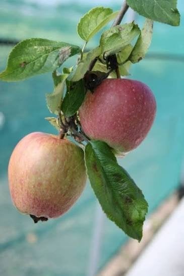 Heerlijke appels voor appelmoes, Ophalen of Verzenden