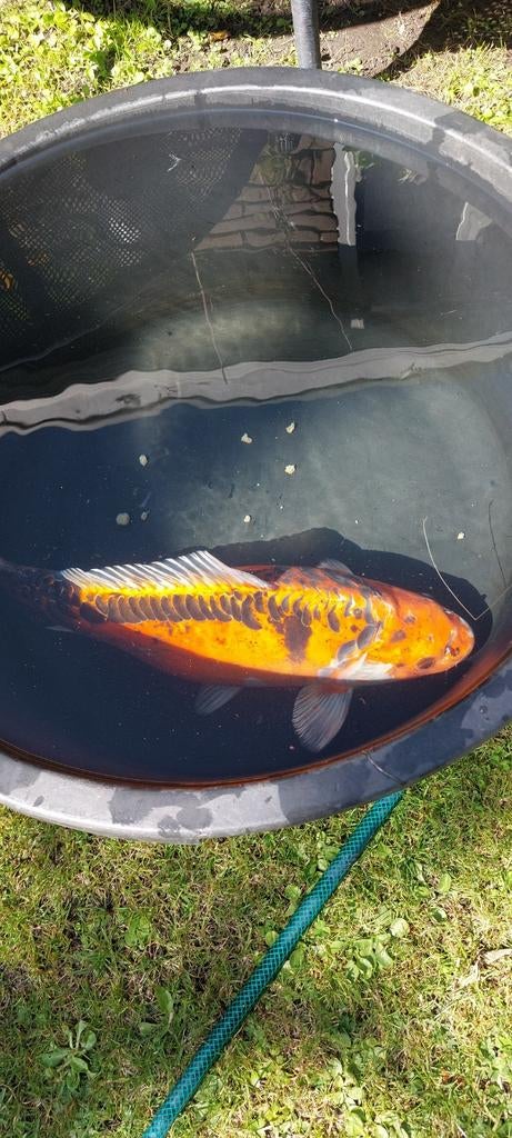 Mooie gekleurde Japanse Koi groot 40-50cm, Karper of Koi