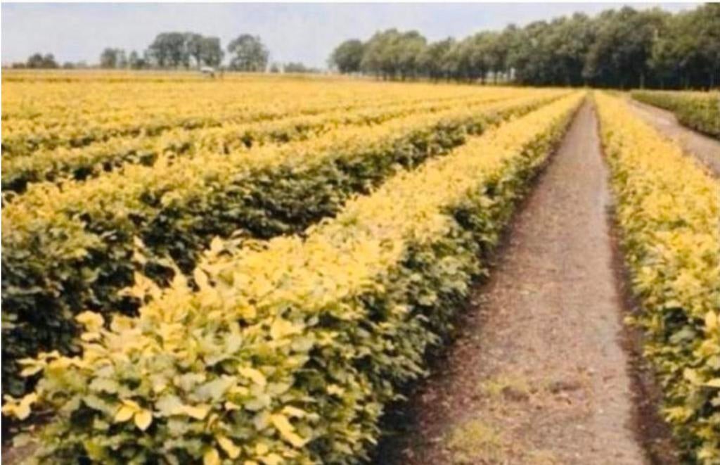 Haagbeuk & Beukenhaag ‼️AKTIE‼️, Tuin en Terras, Ophalen of Verzenden, Beukenhaag, 100 tot 250 cm
