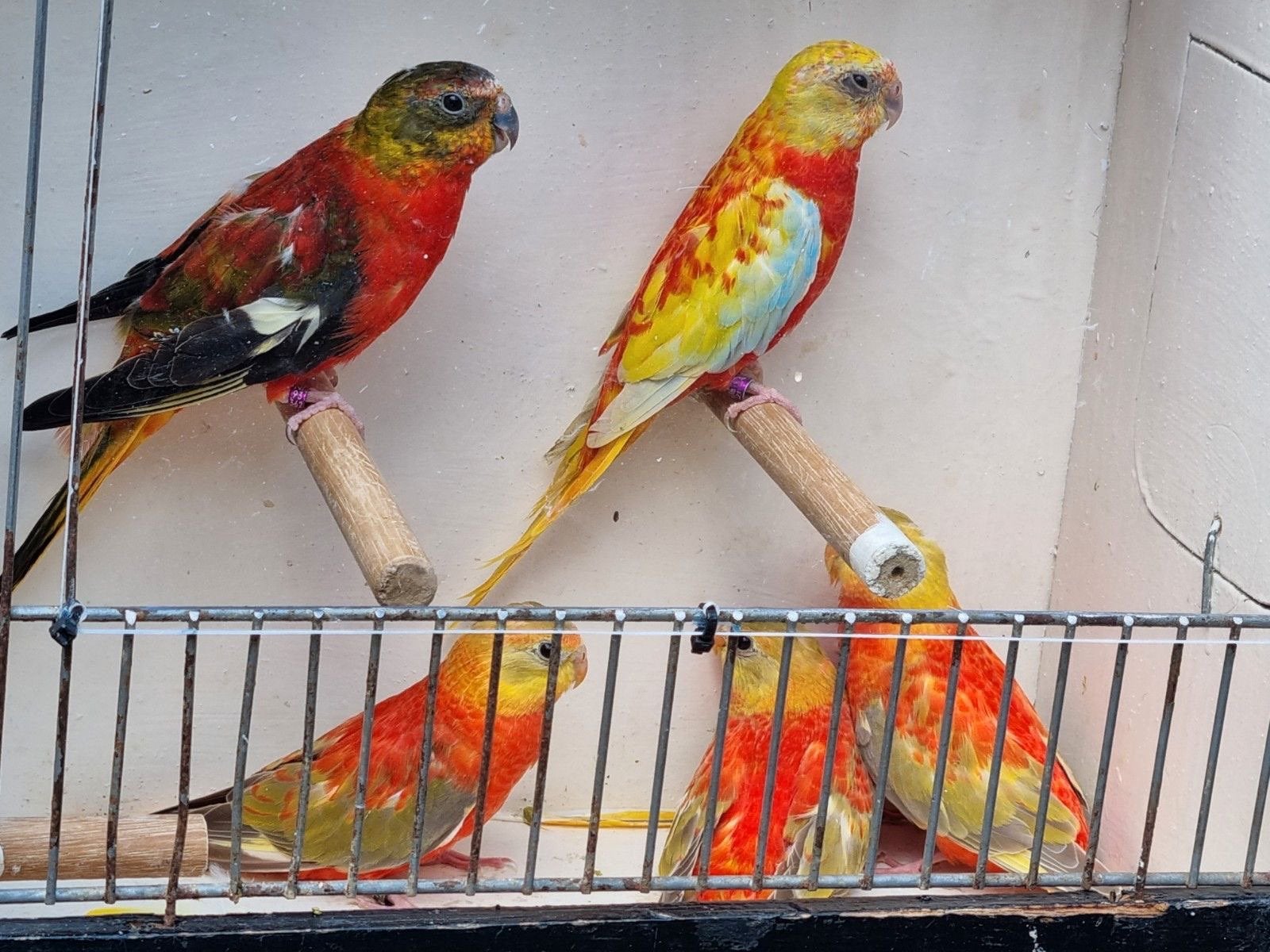 Gezocht Turquoisine parkieten, Dieren en Toebehoren, Vogels | Parkieten en Papegaaien, Meerdere dieren, Parkiet
