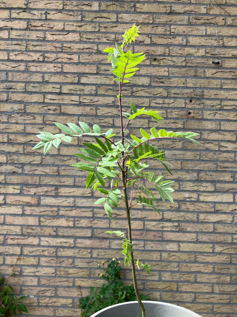 Jonge Lijsterbes boom, Overige soorten, Lente, 100 tot 250 cm, Ophalen