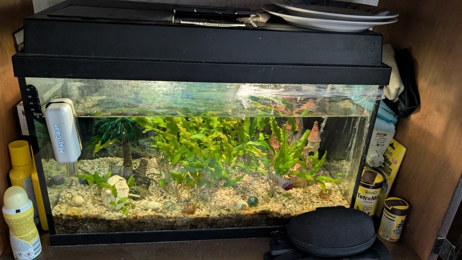 Aquarium met vissen en filters, Dieren en Toebehoren, Ophalen, Gevuld zoetwateraquarium