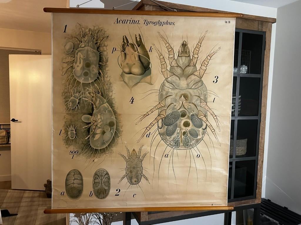 Wandplaat huisstofmijt (Pfurtscheller), Antiek en Kunst, Antiek | Schoolplaten, Ophalen of Verzenden, Natuur en Biologie