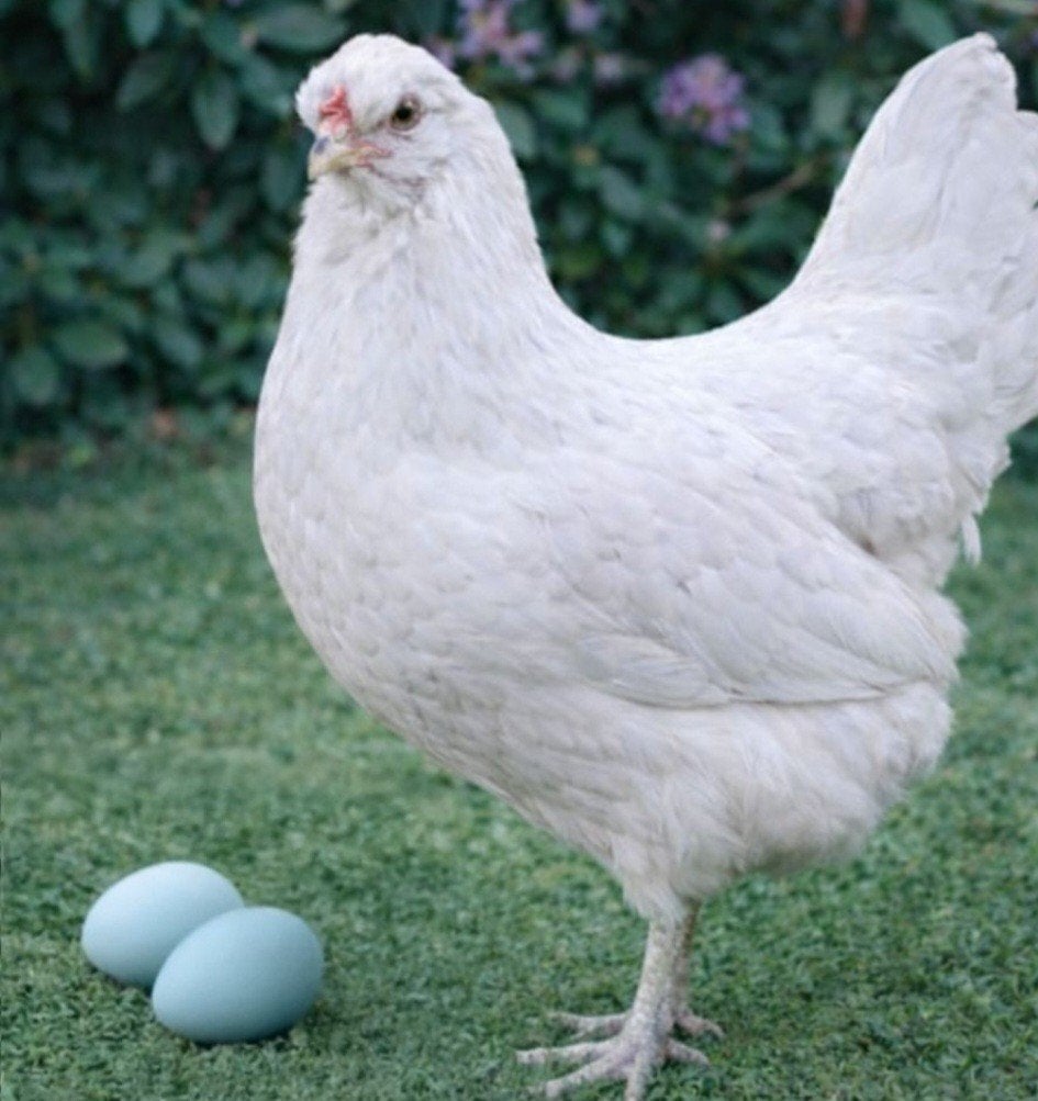 2 araucana hennen, wit en zwart, groen blauwe eieren, Dieren en Toebehoren, Pluimvee, Vrouwelijk, Kip