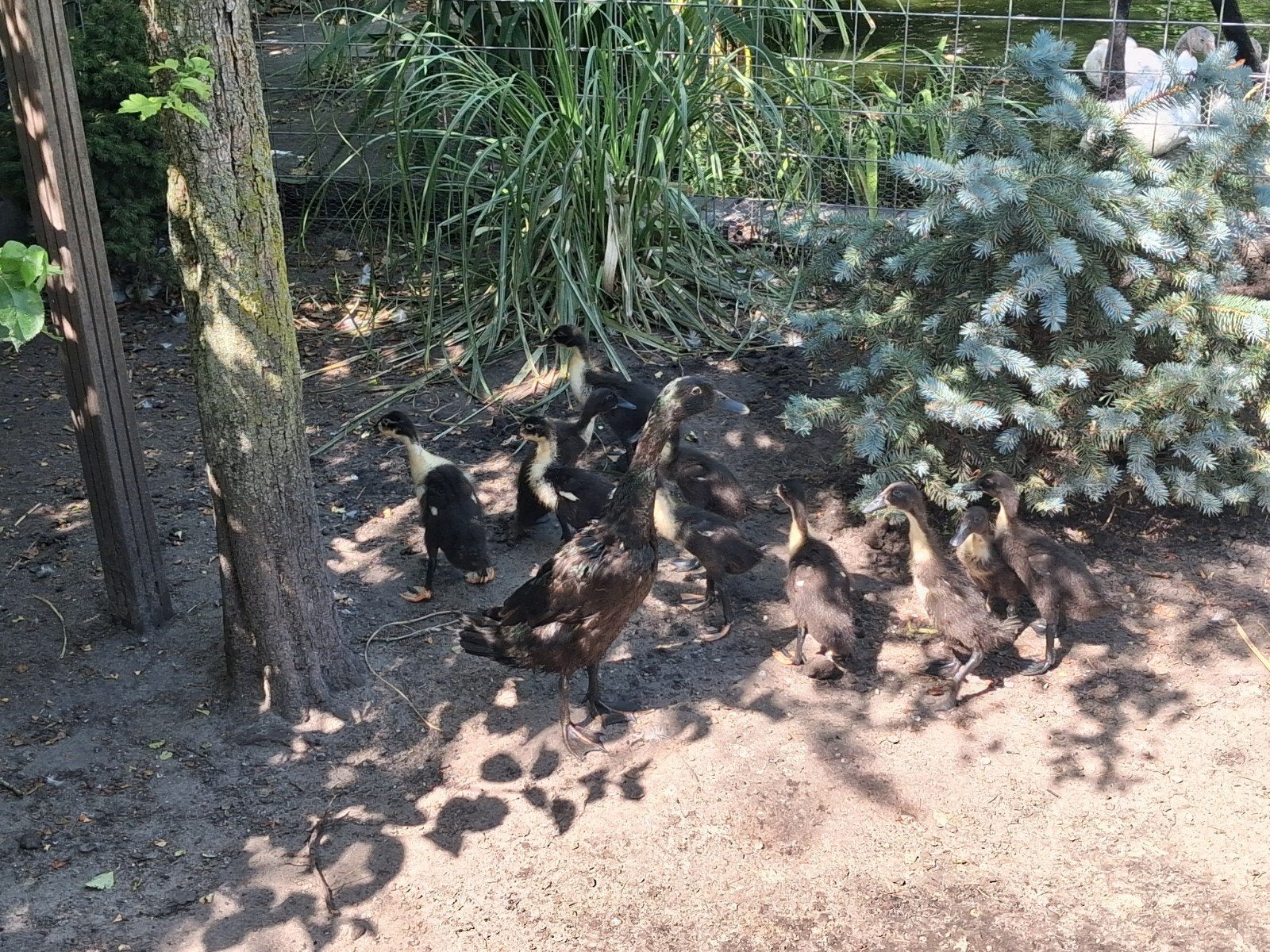 Mooie jonge loopeenden te koop, Dieren en Toebehoren, Pluimvee, Geslacht onbekend, Eend
