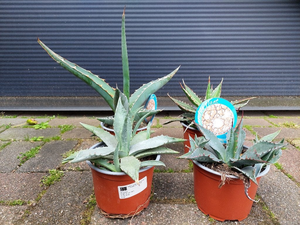 Mini Agave - Honderdjarige Aloë/Maguey/Eeuwplant H: 18-30 cm, Volle zon, Vaste plant, Bloeit niet, Ophalen