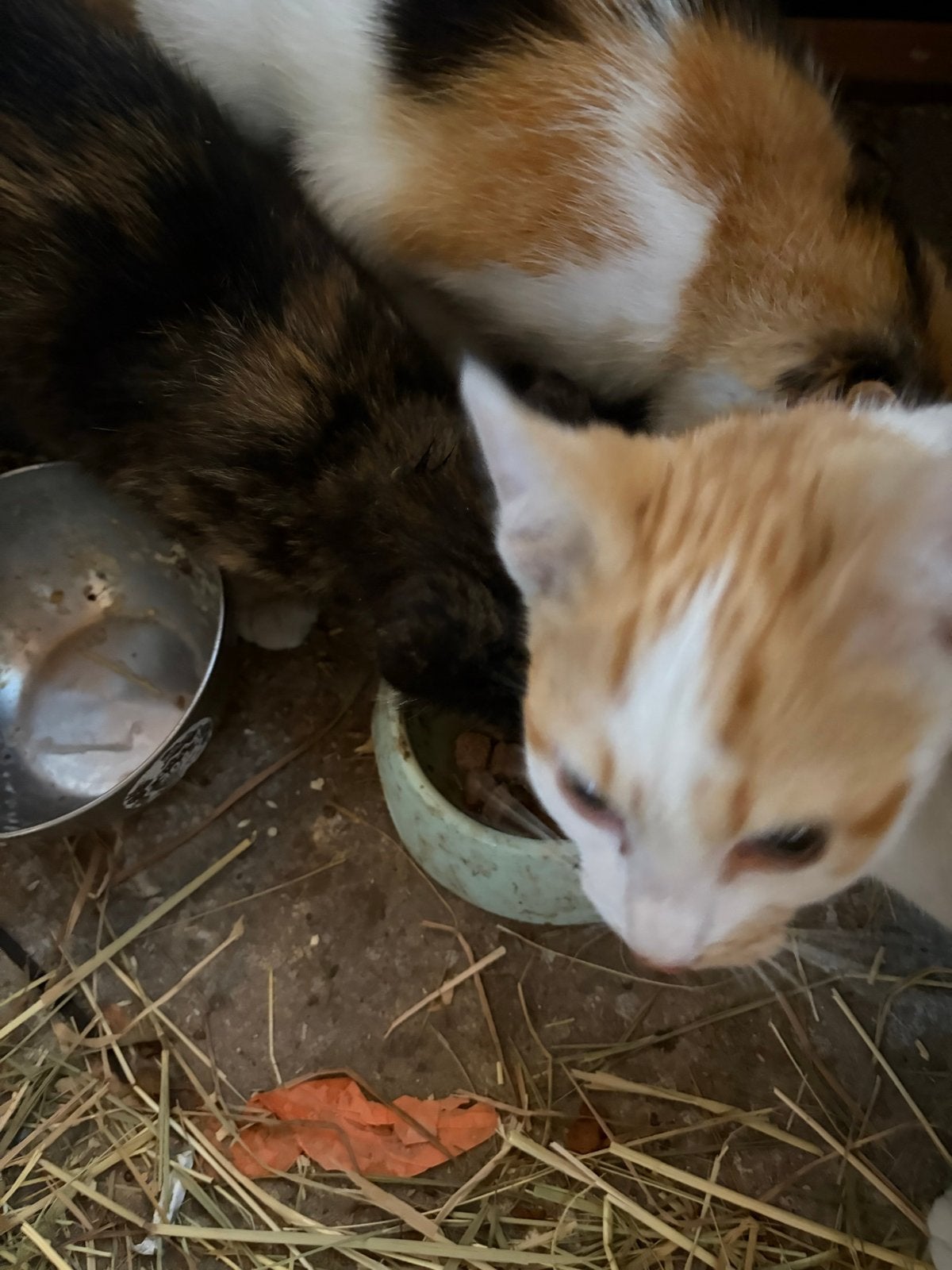2 poesjes of katers, Meerdere dieren, Kortharig, 0 tot 2 jaar