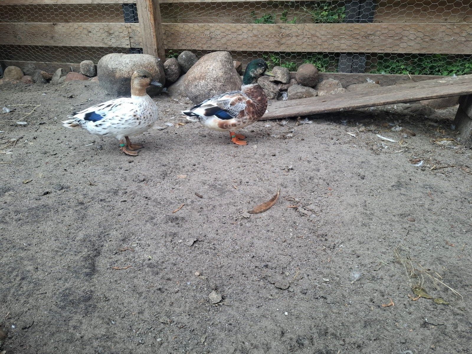 mooi koppel kwakers, Dieren en Toebehoren, Pluimvee, Meerdere dieren