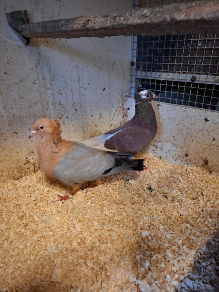 Koppel vinkduiven, Dieren en Toebehoren, Meerdere dieren, Overige soorten