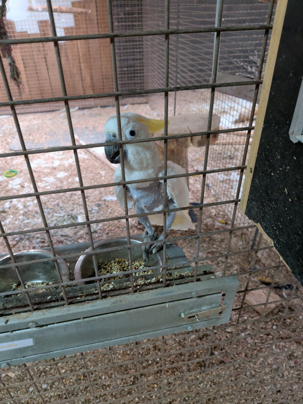 koppel geelkuif kakatoes man is tam, Dieren en Toebehoren, Vogels | Parkieten en Papegaaien, Meerdere dieren, Papegaai, Tam