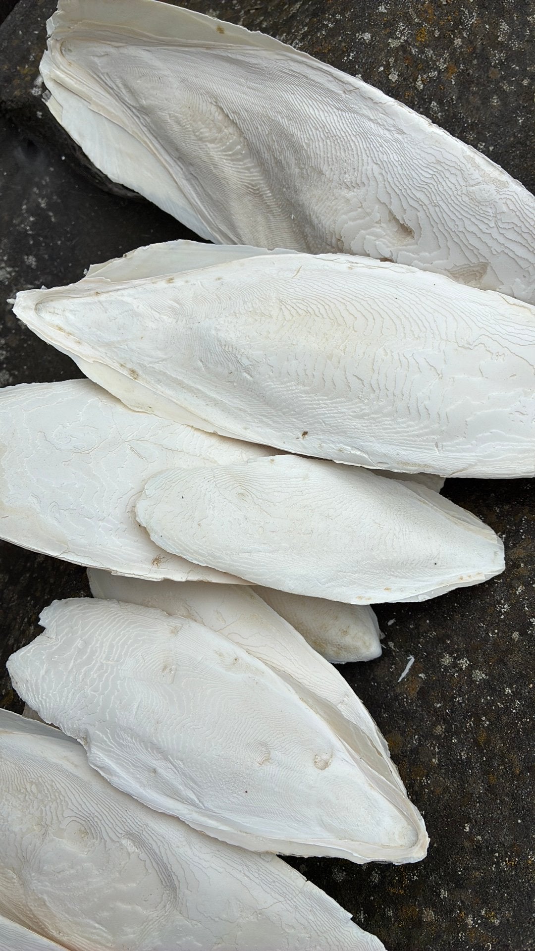 Sepia, Dieren en Toebehoren, Ophalen, Nieuw