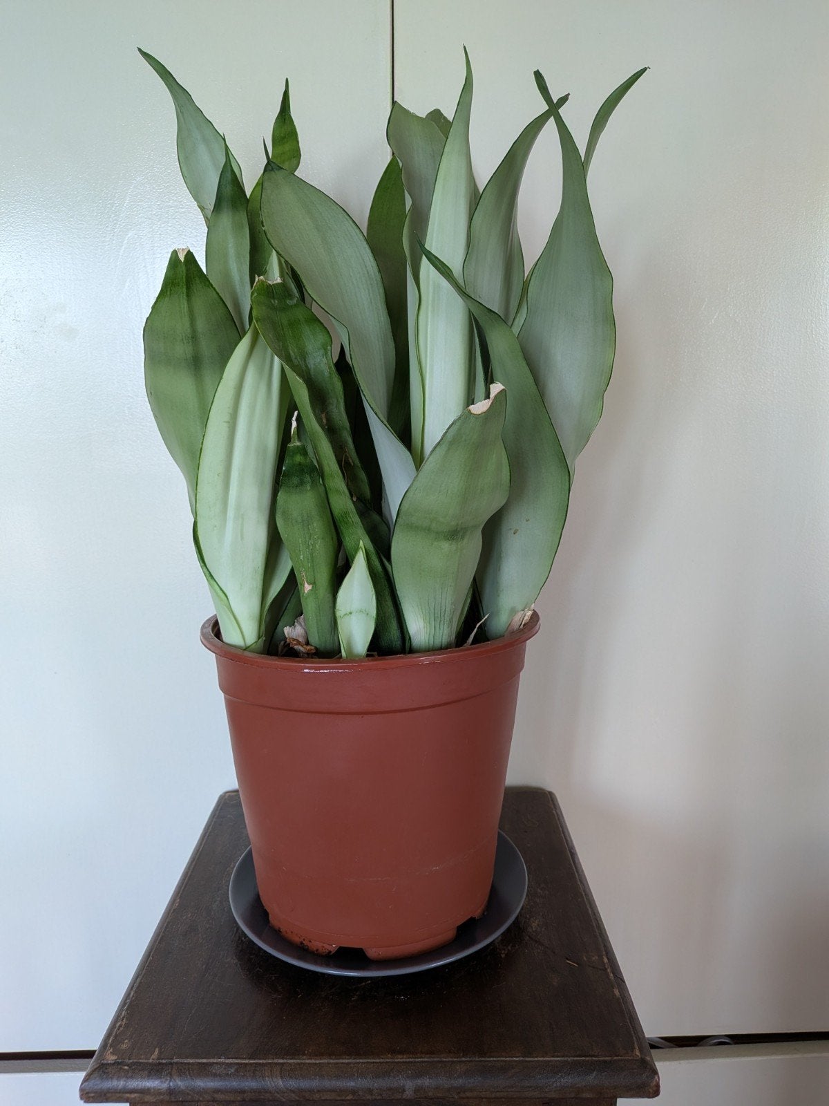 Sansevieria Moonshine (Vrouwentong), Ophalen, Halfschaduw, Minder dan 100 cm