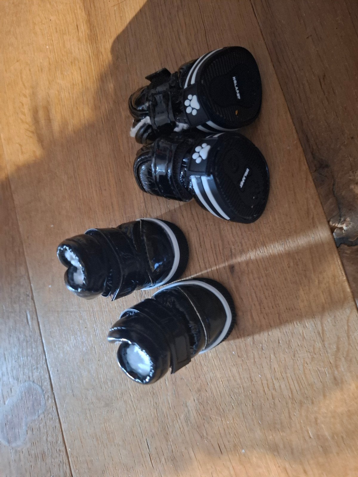 schoenen, regenjas en jas hond maat s, Ophalen of Verzenden, Nieuw