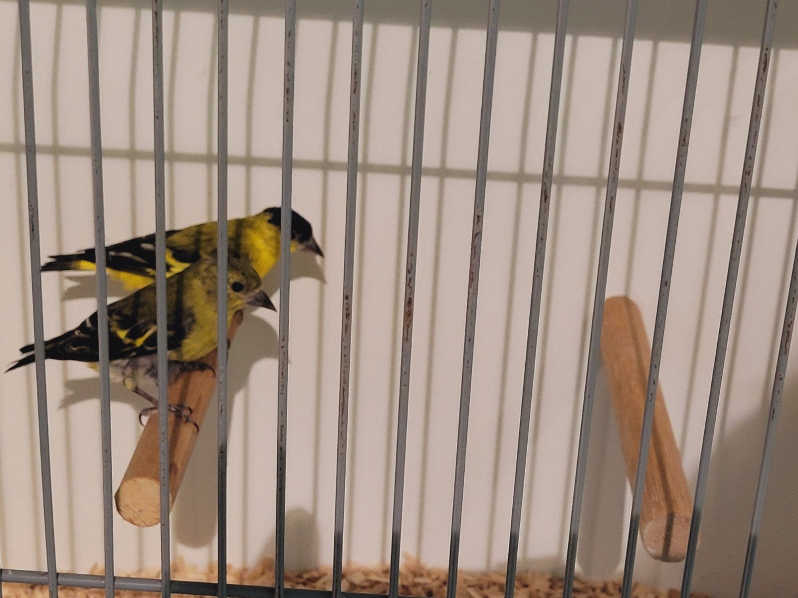 Yarrelsijzen koppel., Dieren en Toebehoren, Meerdere dieren