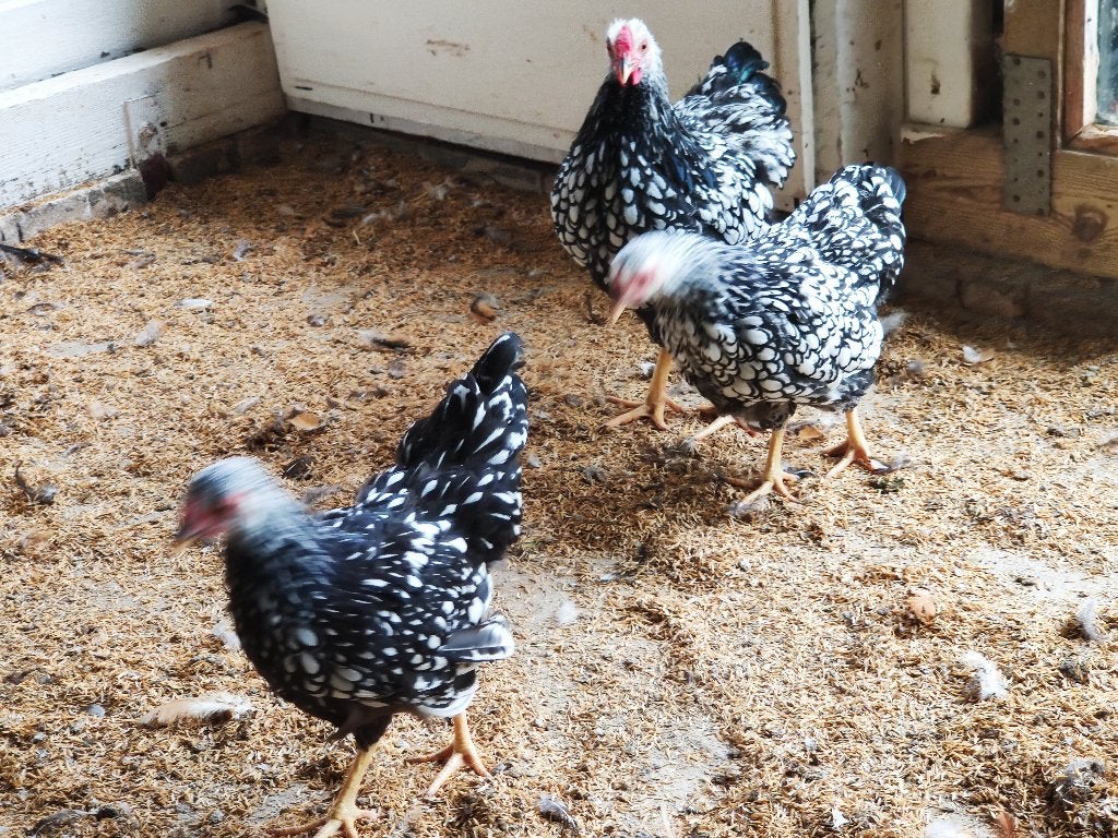 wyandotte kriel trio, Dieren en Toebehoren, Meerdere dieren, Kip