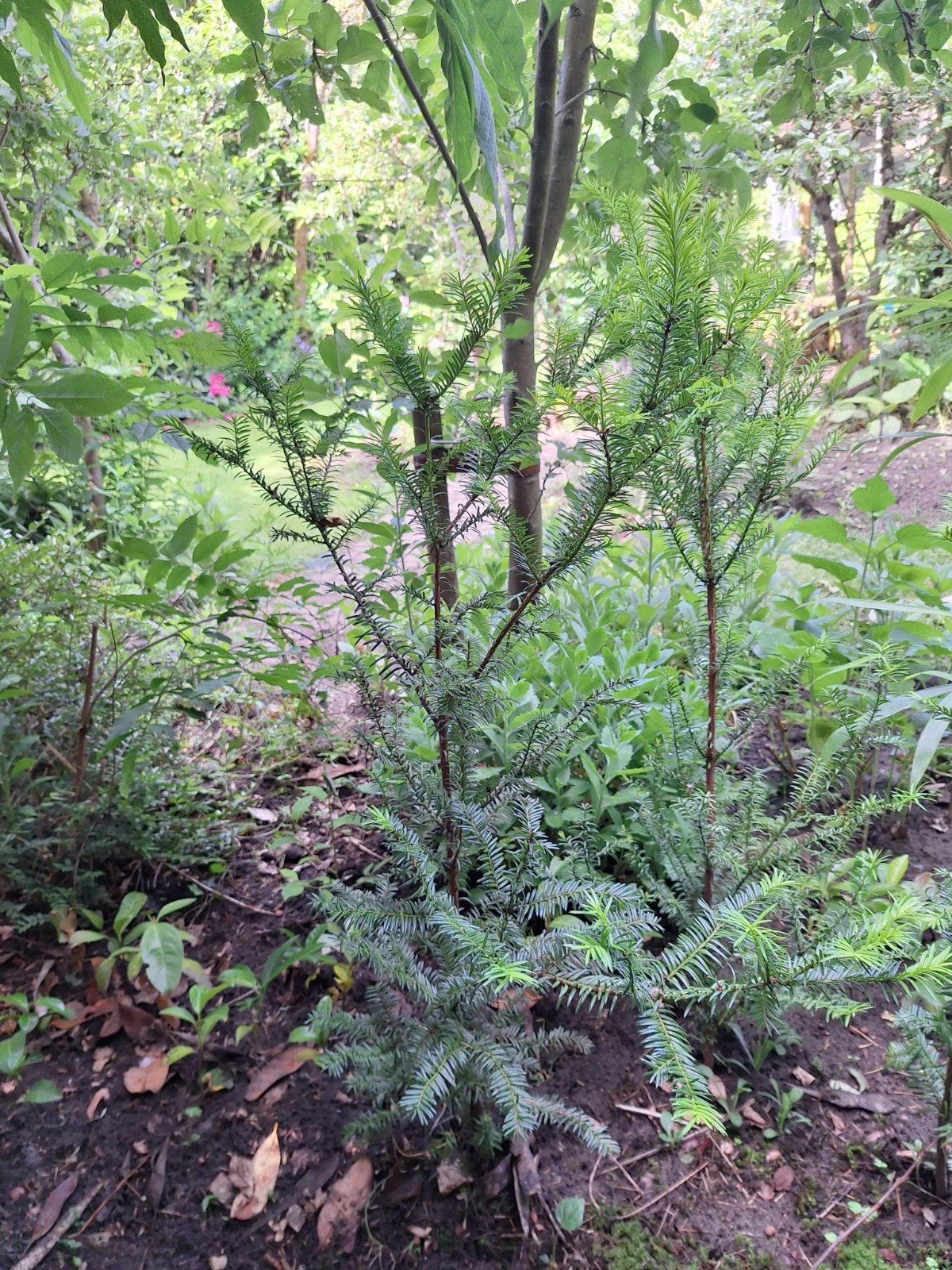 2 x mooie taxus - 1 meter hoog - samen voor €6, Tuin en Terras, Planten | Struiken en Hagen, Ophalen, Taxus, 100 tot 250 cm