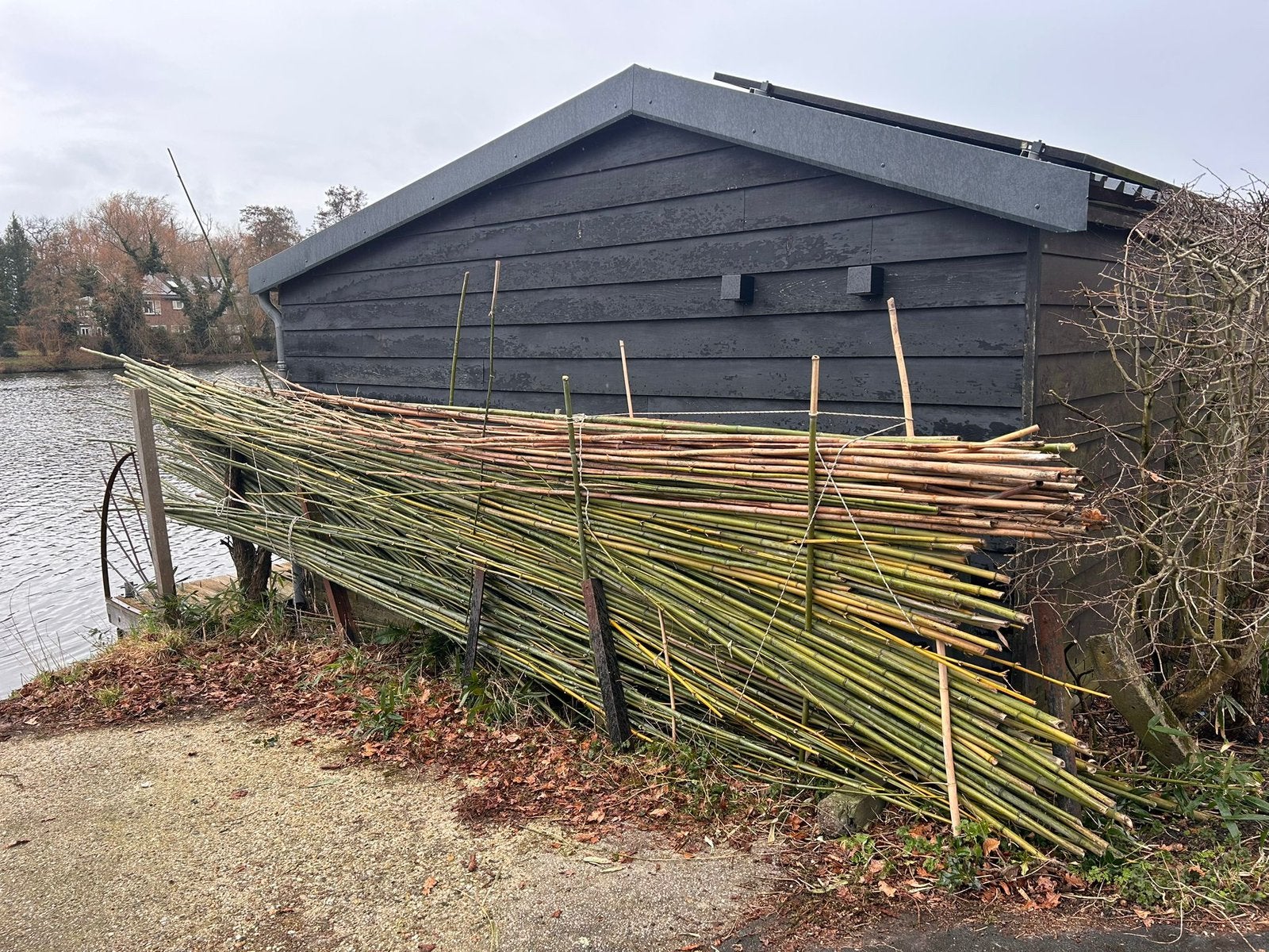 Bamboestokken tonkinstokken bonenstaken, Tuin en Terras, Palen, Balken en Planken, Ophalen, Zo goed als nieuw, 250 cm of meer