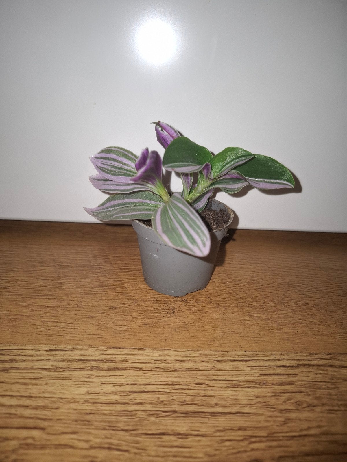 Tradescantia Nanouck 🌱, Huis en Inrichting, Kamerplanten, Ophalen, Overige soorten, Halfschaduw, Minder dan 100 cm