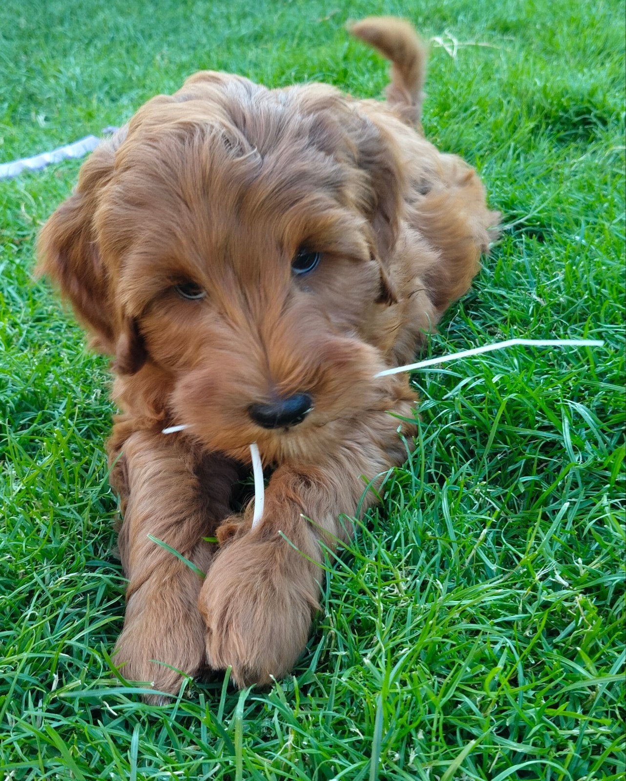 Mini /kleine medium Australian Labradoodle pups, Dieren en Toebehoren, Honden | Niet-rashonden, 8 tot 15 weken, Meerdere, Meerdere dieren