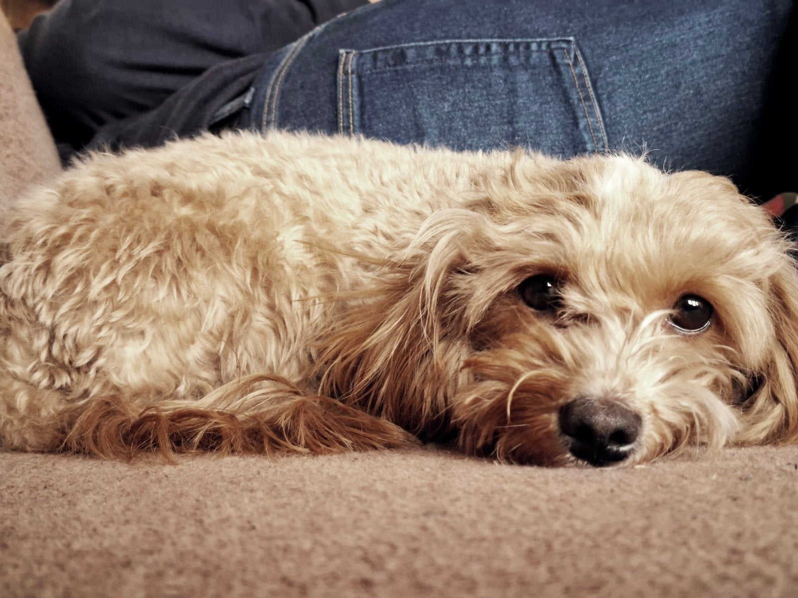 Labradoodle mini pups te koop (19 Sept geboorte), 8 tot 15 weken, Meerdere, Meerdere dieren, Klein