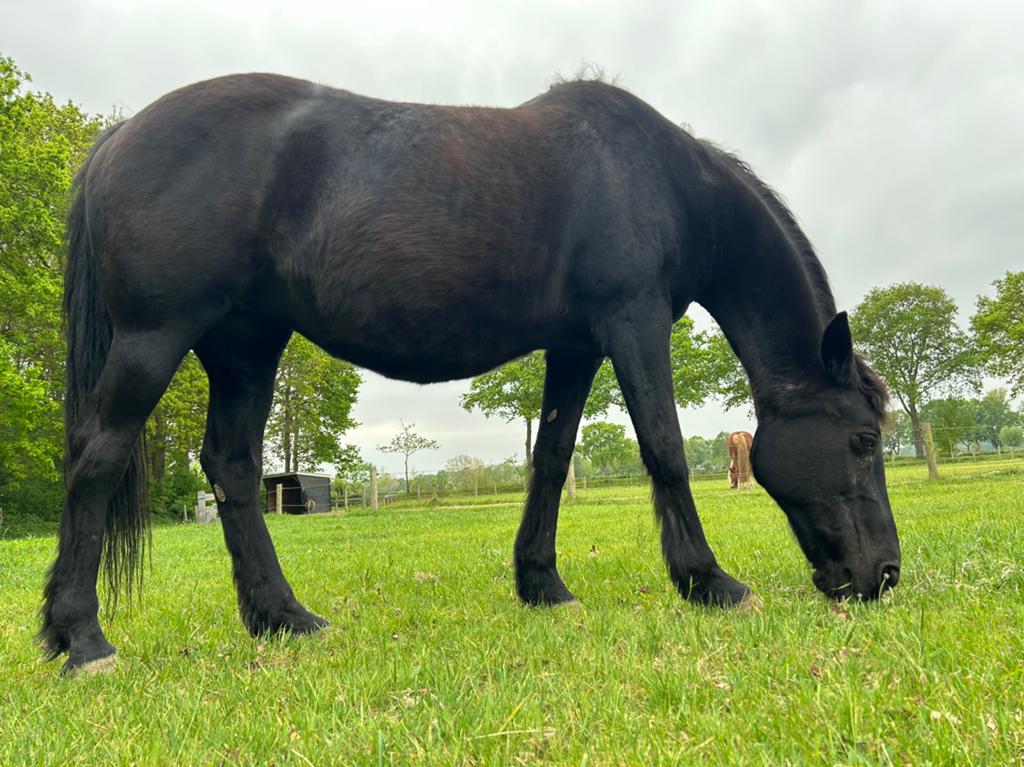 Tijdelijk opvangplek kleine pony, Dieren en Toebehoren, Stalling en Weidegang, Weidegang