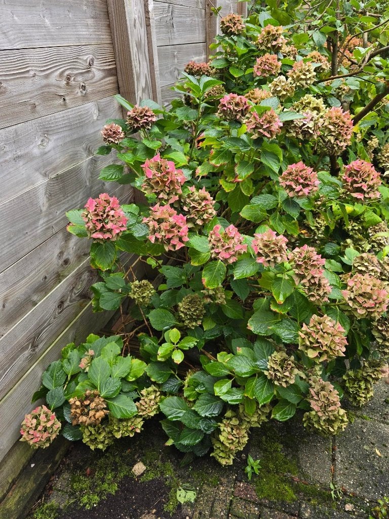 Tuinplanten, oa Hortensia, Rozen, Hibiscus, Skimmia, Vaste plant, Halfschaduw, Zomer, Ophalen