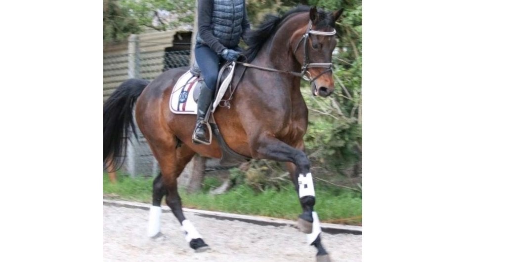 Huisgenoten Frankrijk Paarden, Contacten en Berichten, Huisgenoten gezocht