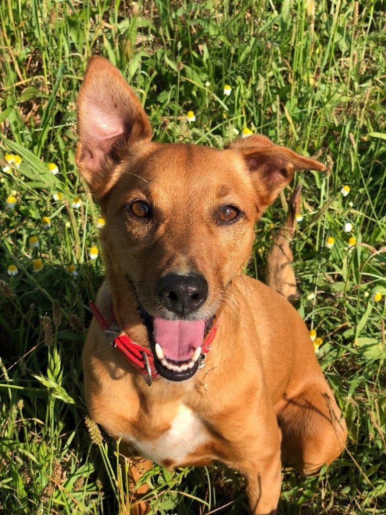 Waar mag deze leuke hond Ivy komen wonen?, 6 jaar of ouder, Particulier, Buitenland, Teef