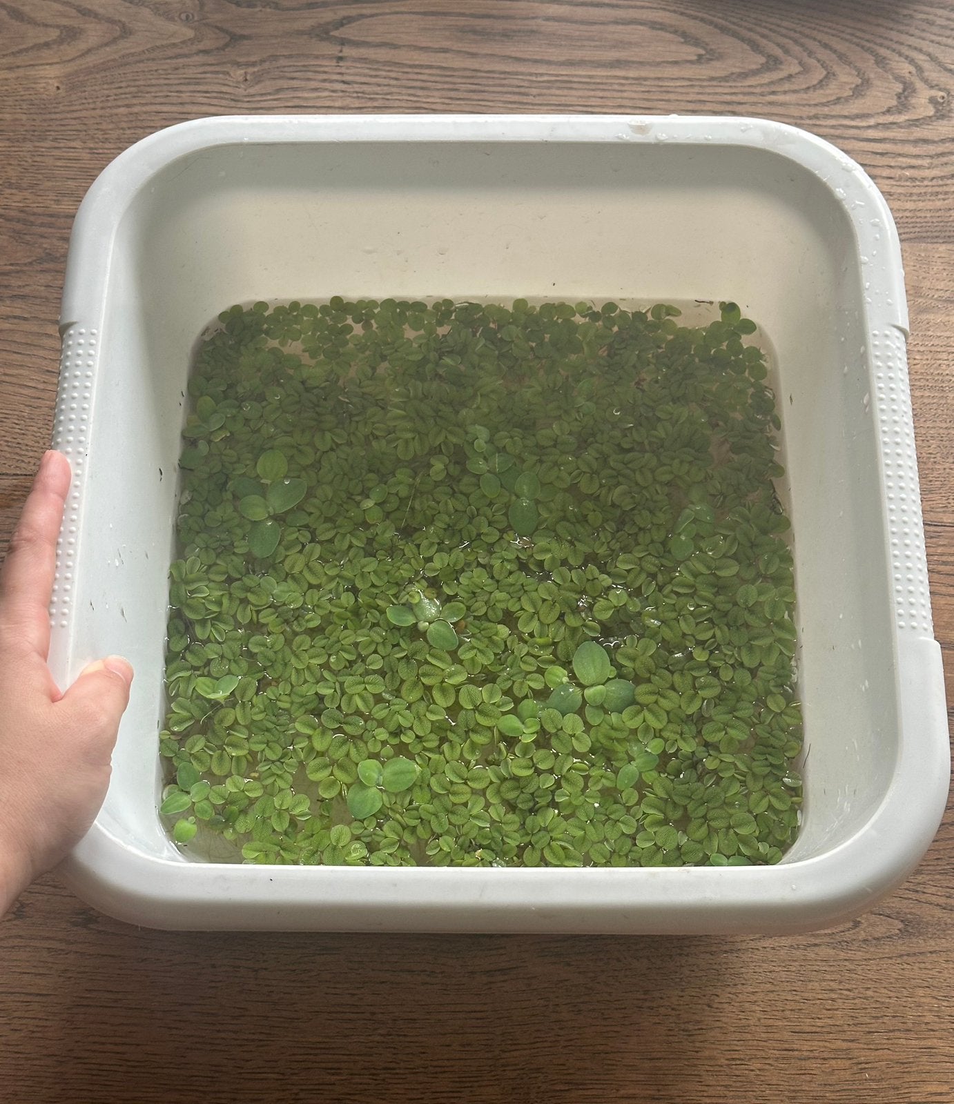 Veel kroos voor aquarium, Ophalen, Zo goed als nieuw, Plant(en), Steen of Hout