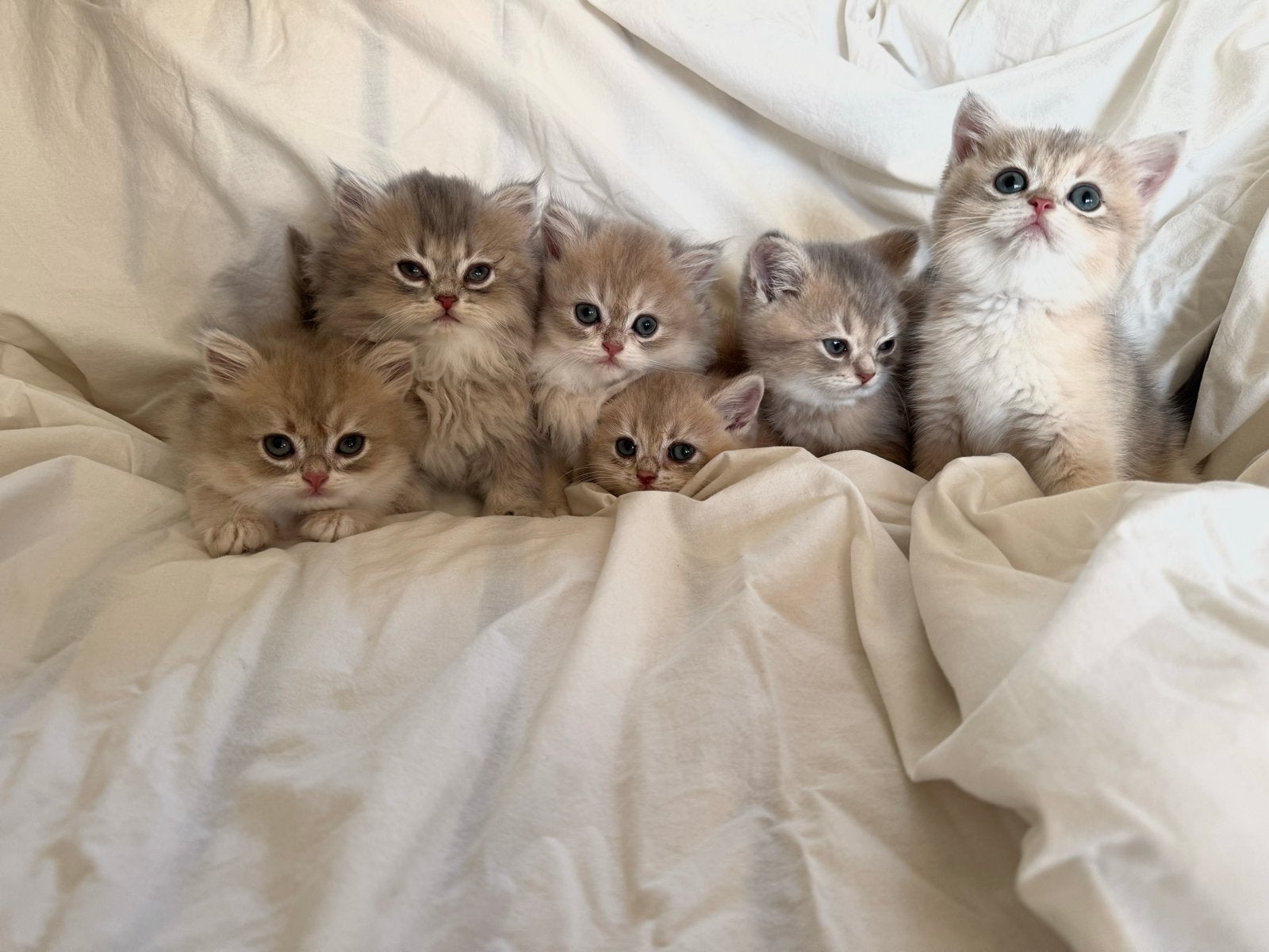Britse korthaar en langhaar kittens, Dieren en Toebehoren, Katten en Kittens | Raskatten | Korthaar, Meerdere dieren, Ontwormd