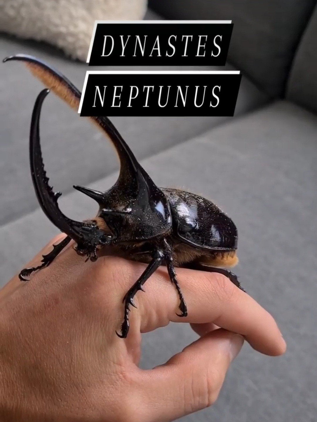 Dynastes neptunus kever larven l2, Overige soorten