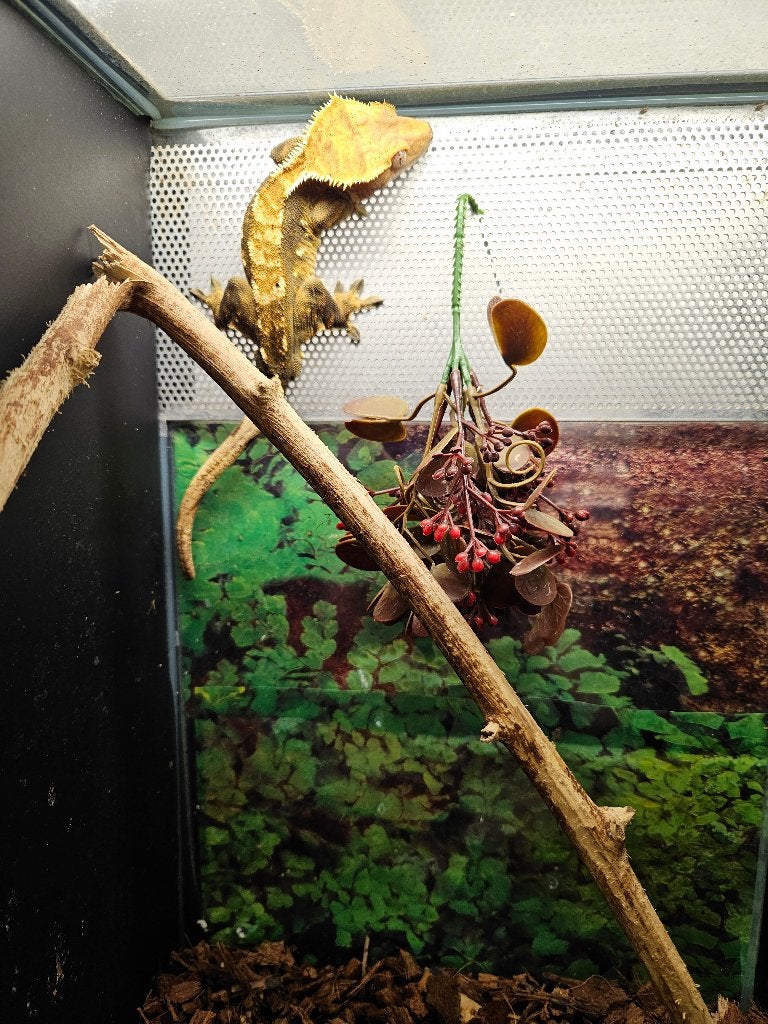 Correlophus ciliatus Wimpergekko's Crested Gecko photo 6