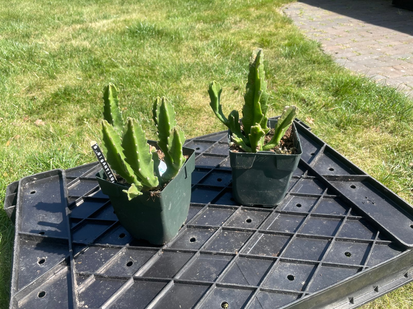 Stapelia Gigantea (aasbloem), Ophalen, Zo goed als nieuw, Hout