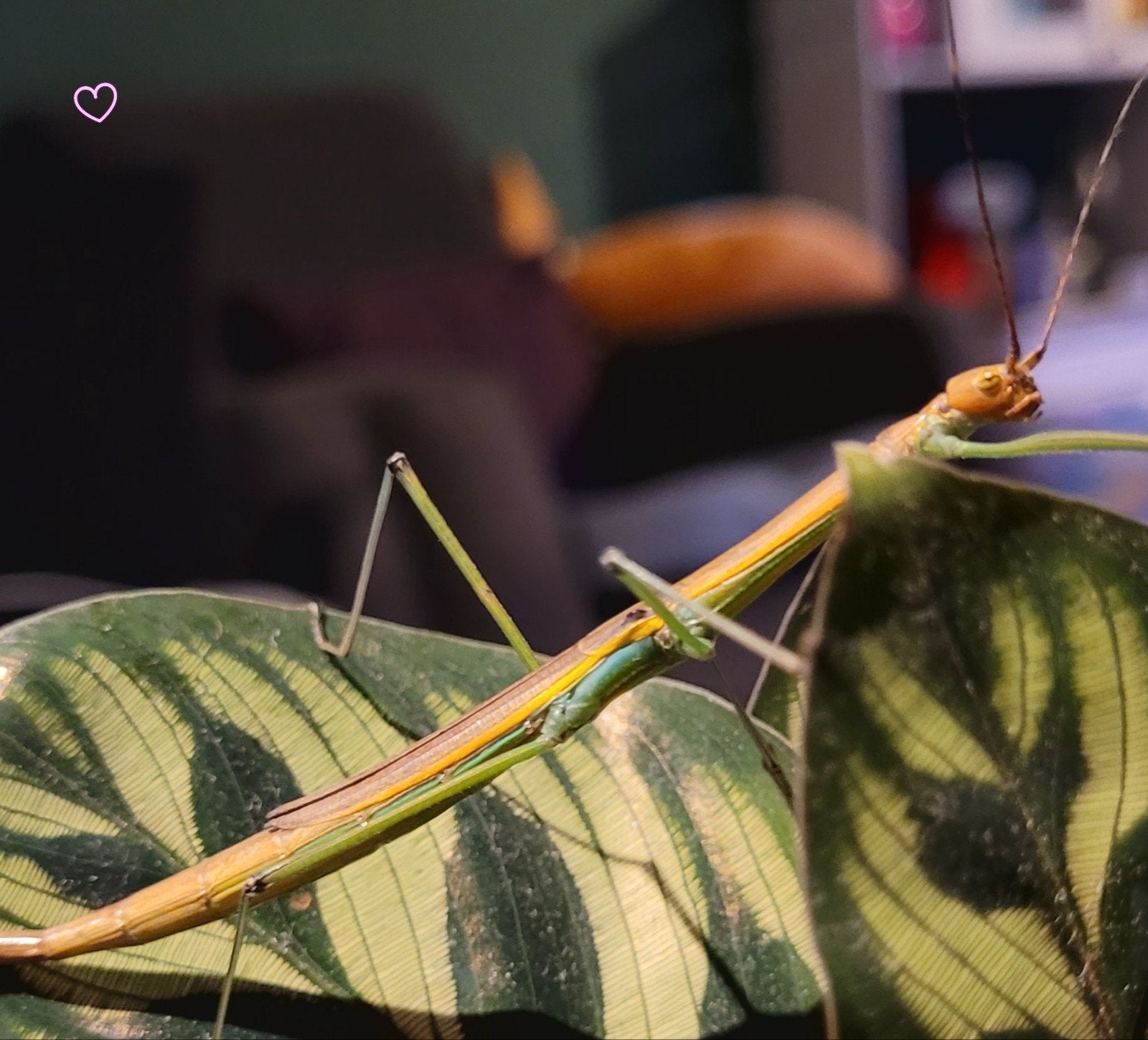 Wandelende takken: 15x Lamachodes sp bokor, Wandelende tak