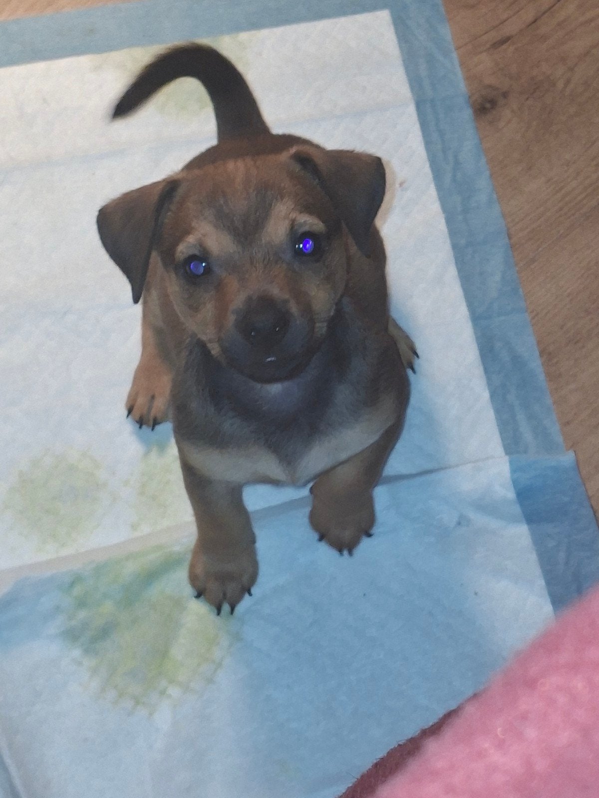 nog 1jackrussel pup, Jack Russell Terriër, Meerdere, Meerdere dieren, Nederland