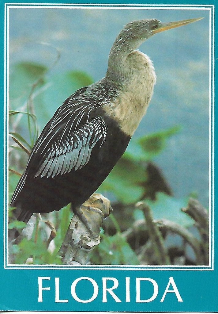 Dieren- -Slangenhalsvogel., Ophalen of Verzenden, 1980 tot heden, Ongelopen, Vogel