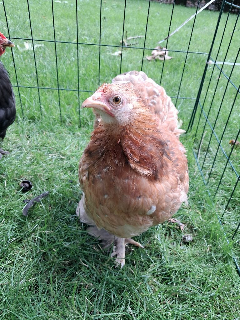 cochin kriel, Dieren en Toebehoren, Pluimvee, Meerdere dieren, Kip