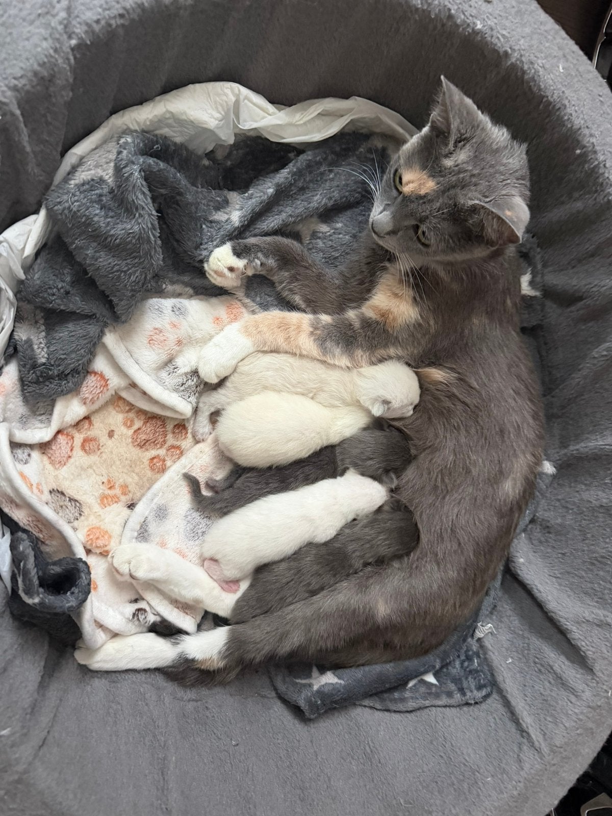 Britse kort/lang haar kittens, Meerdere dieren, Ontwormd, 0 tot 2 jaar