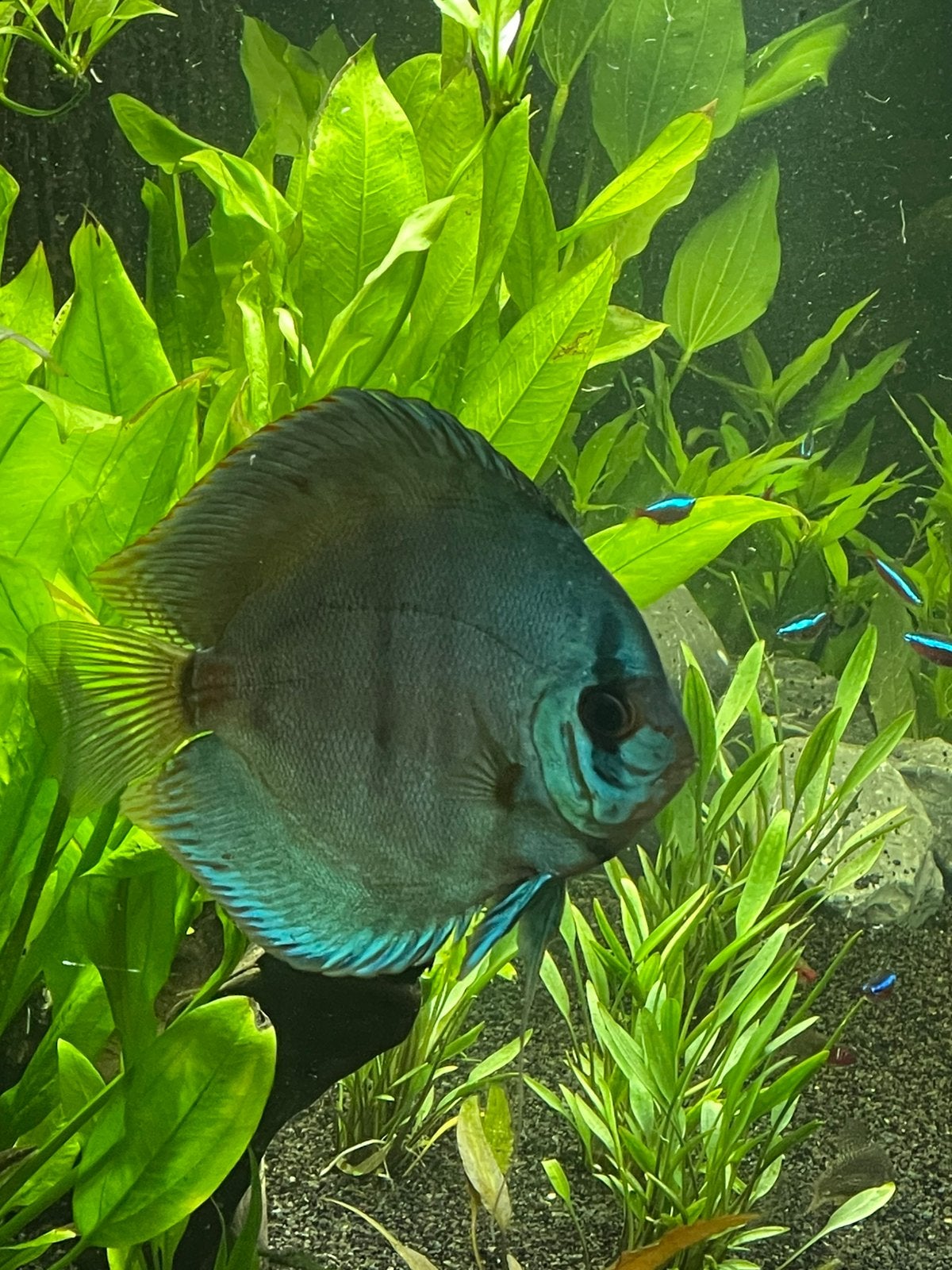 Discus Stendker blauwe diamant 15 cm., Dieren en Toebehoren, Vis